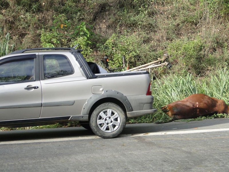 Vaca atropelada destrói caminhonete 005