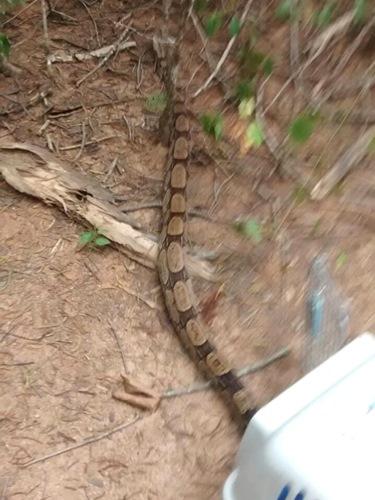 giboia resgatada em afonso claudio 1