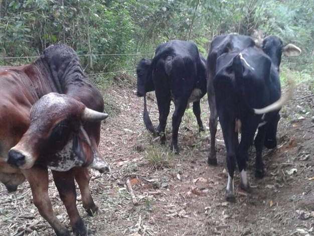 bois roubados encontrados em propriedade de sargento 2