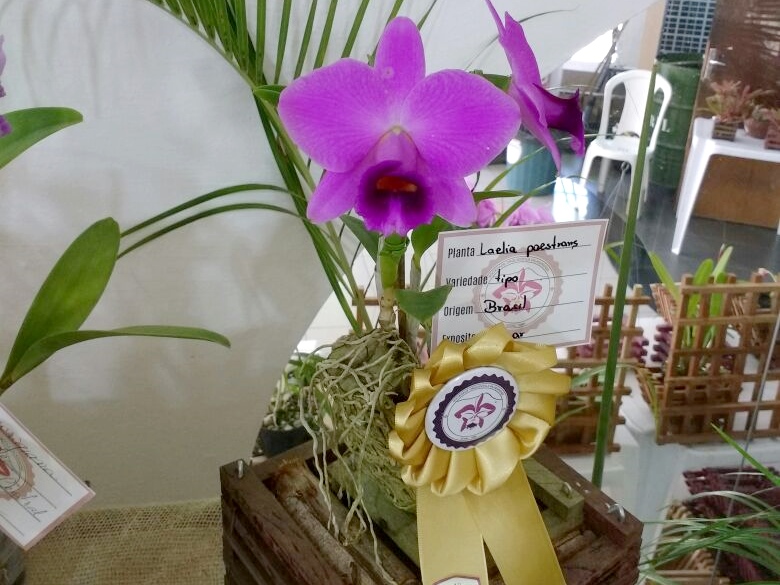 orquideas de marechal floriano premiadas em MG capa