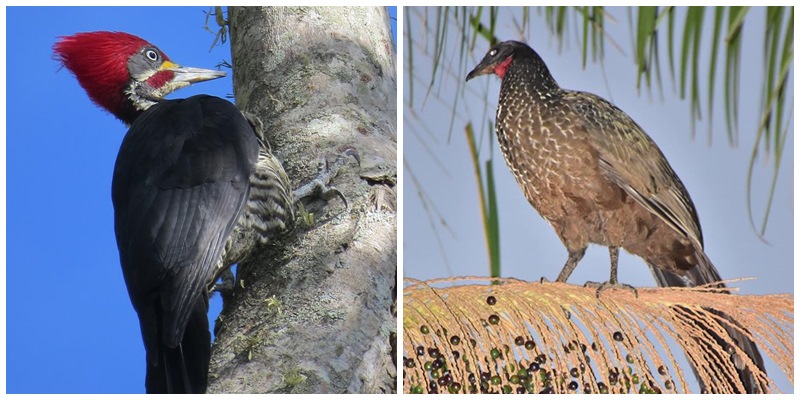 reuniao biodiversidade afonso claudio