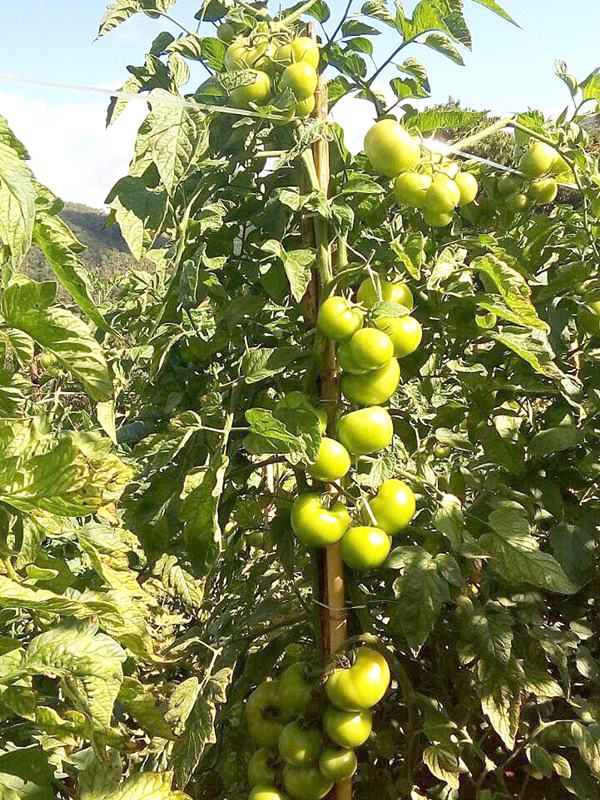 plantio de tomate nas montanhas do es
