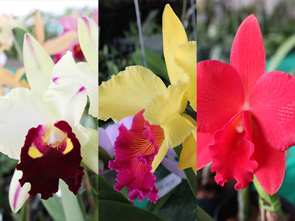 orquideas em marechal floriano no fim de semana