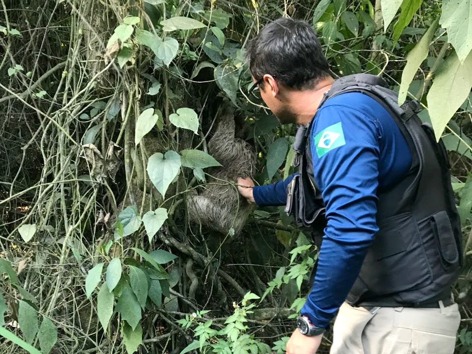 prf ajuda bicho preguica 2