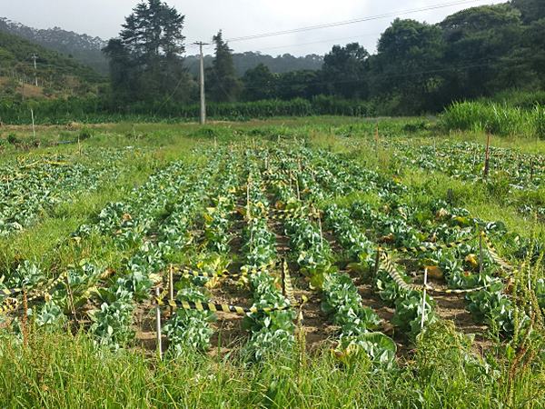 Unidade de Agroecologia do Incaper em Domingos Martins desenvolve tecnologia inedita para producao de minirepolhos 3