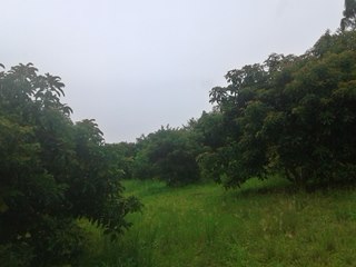 Cultivo do abacate reunirá produtores capixabas em Marechal Floriano