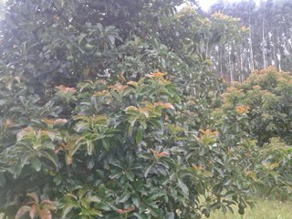 Cultivo do abacate reunirá produtores capixabas em Marechal Floriano 2
