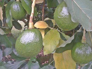 Cultivo do abacate reunirá produtores capixabas em Marechal Floriano 5