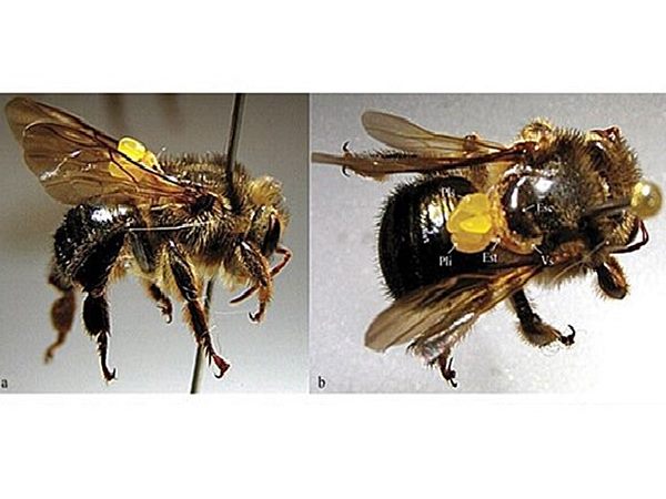 Projeto pretende preservar abelha urucu capixaba especie ameacada de extincao 03