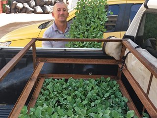 Brócolis produzido em Marechal Floriano é sucesso de mercado