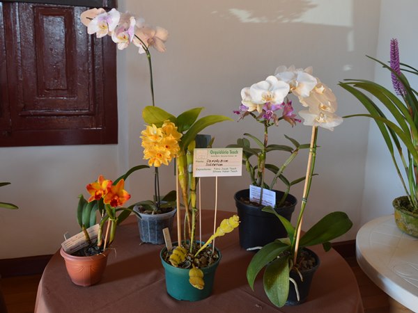 Conheça os vencedores do concurso de Desenhos e Poesias do Projeto Cidade das Orquídeas