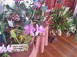 Exposição de orquídeas conclui projeto de floricultura em Marechal Floriano