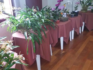 Exposição de orquídeas conclui projeto de floricultura em Marechal Floriano 3