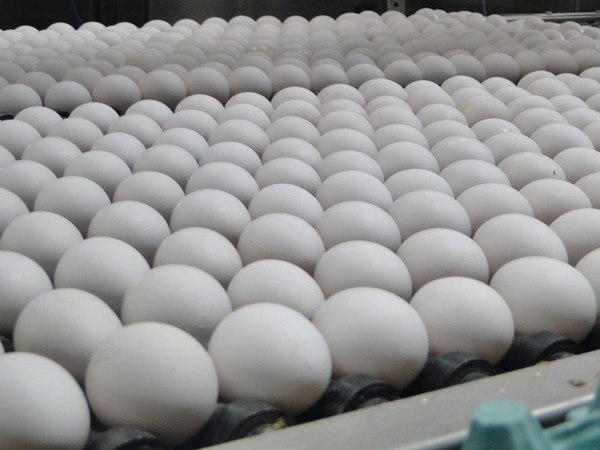 Santa Maria de Jetibá alcança primeiro lugar na produção de ovos no Brasil