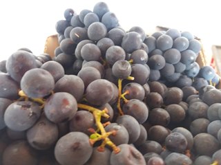 Festa da Uva e do Vinho começa a ser preparada em São Bento de Urânia 2