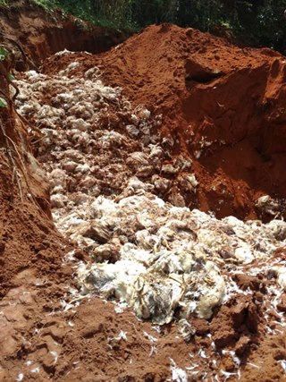 Moradores ajudam avicultor a enterrar mais 50 mil frangos mortos em Domingos Martins 4