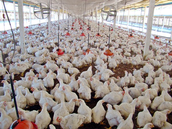 Marechal Floriano produz 25 dos frangos de corte no Estado e movimenta R 125 milhões