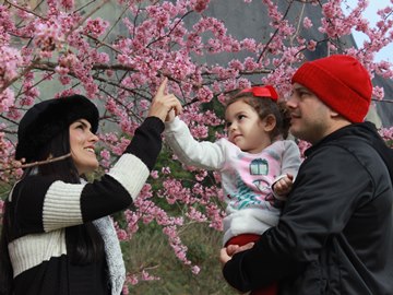 Cerejeiras japonesas encantam visitantes nas montanhas 2