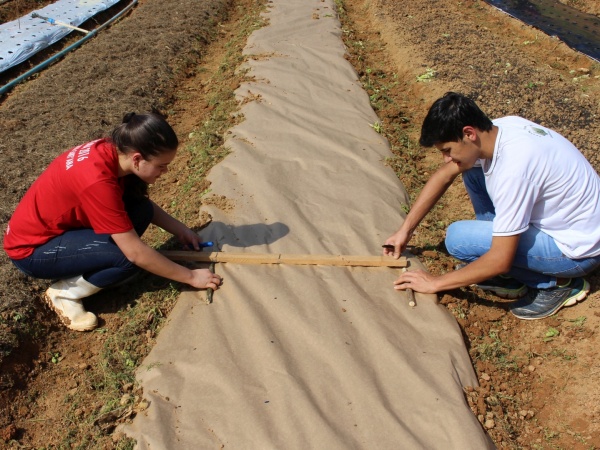 Nova técnica promete reduzir custos em plantações de alface