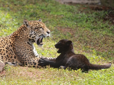 Zoologico lança campanha