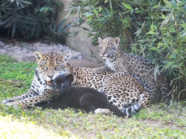 Zoológico lança campanha para escolher nomes de filhotes de onças