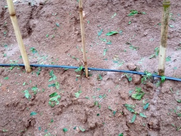 Chuva de granizo destrói plantações e causa prejuízo em Marechal Floriano2
