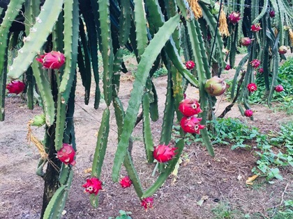 Sítio recebe visitantes durante colheita de pitayas 2