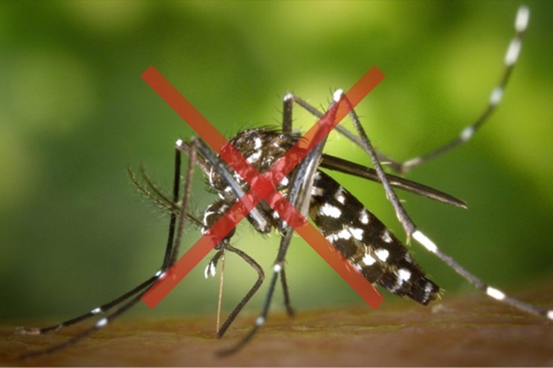 mosquito-da-dengue