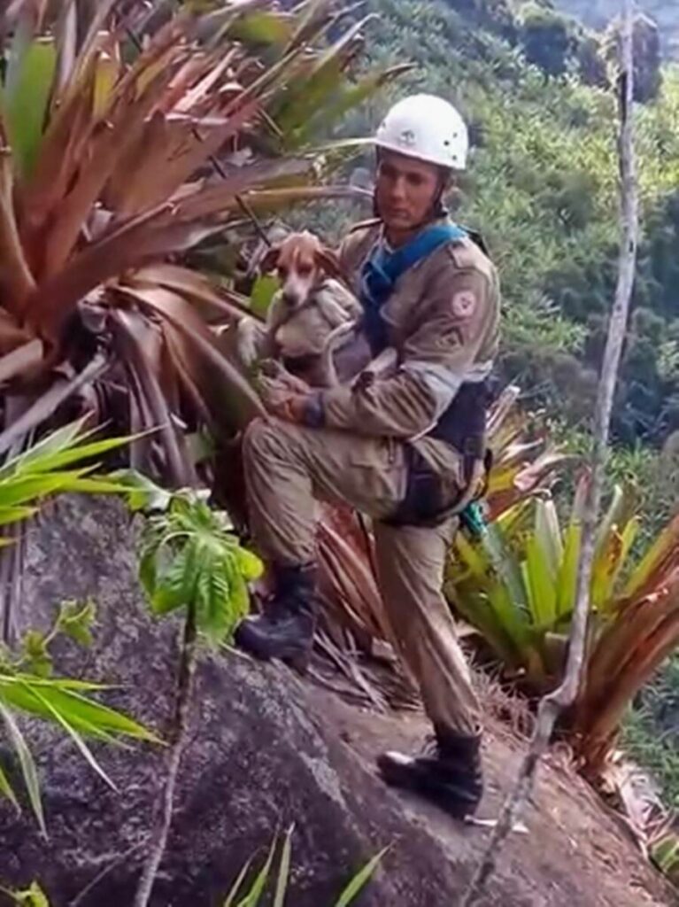 bombeiros-resgatem-cachorra-que-estava-ha-tres-dias-perdida-em-montanha-de-pedra-capa