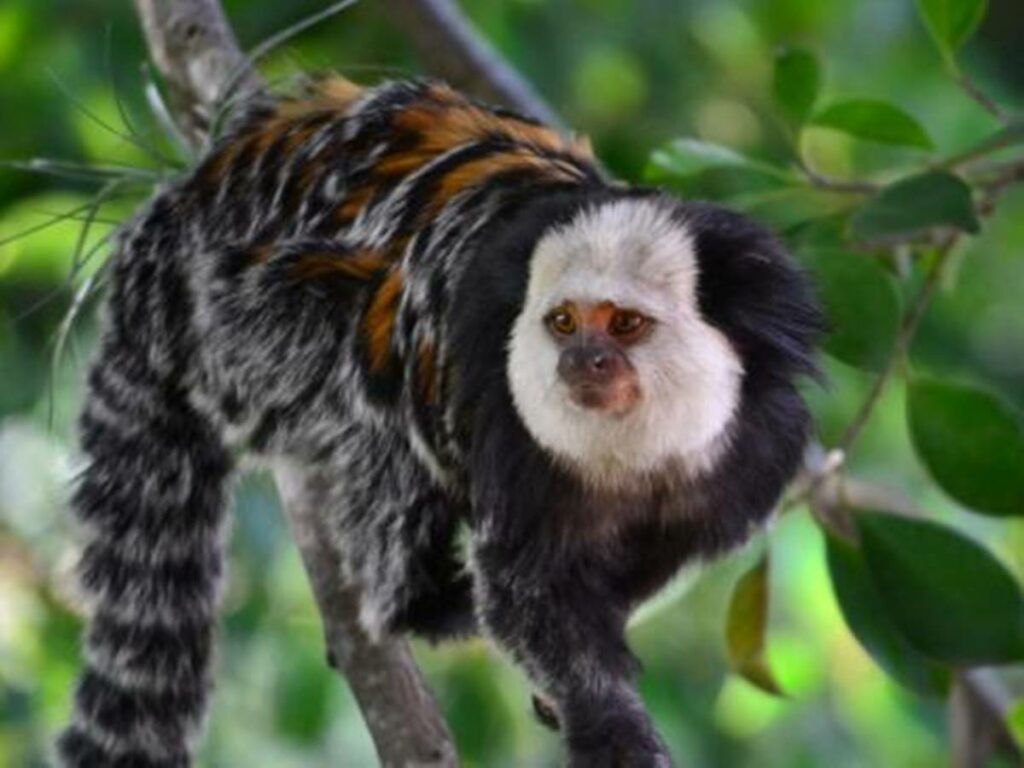 sagui1