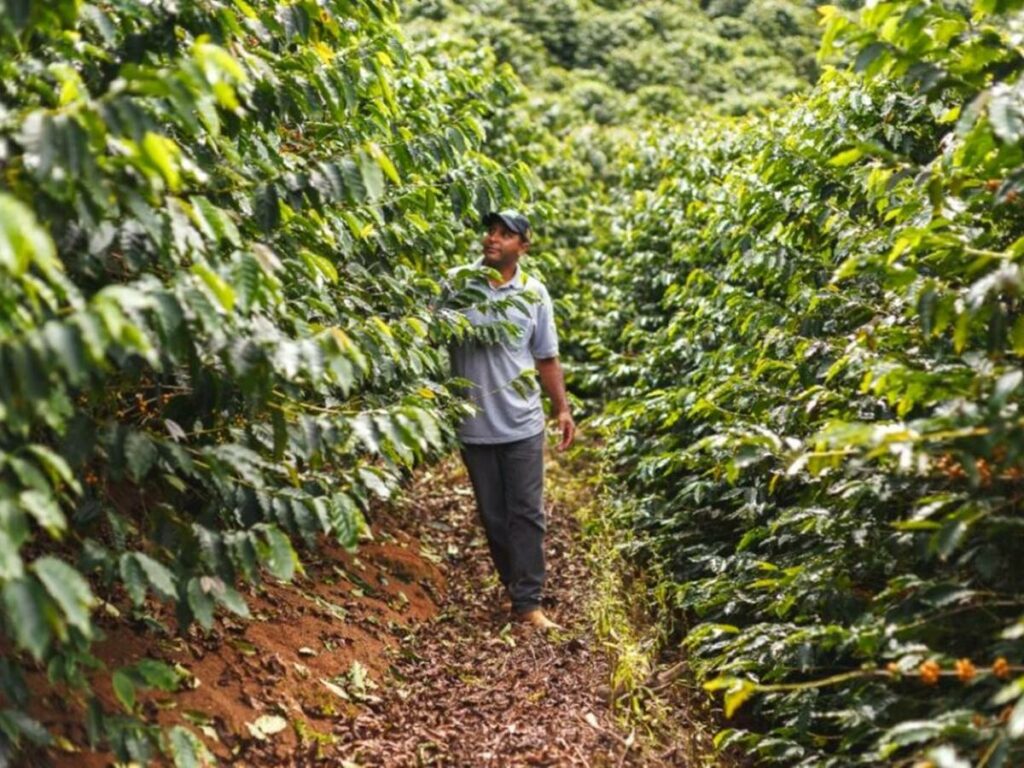 Cafeicultores-Fairtrade-do-Brasil-focam-na-agricultura-regenerativa-e-na-producao-organica