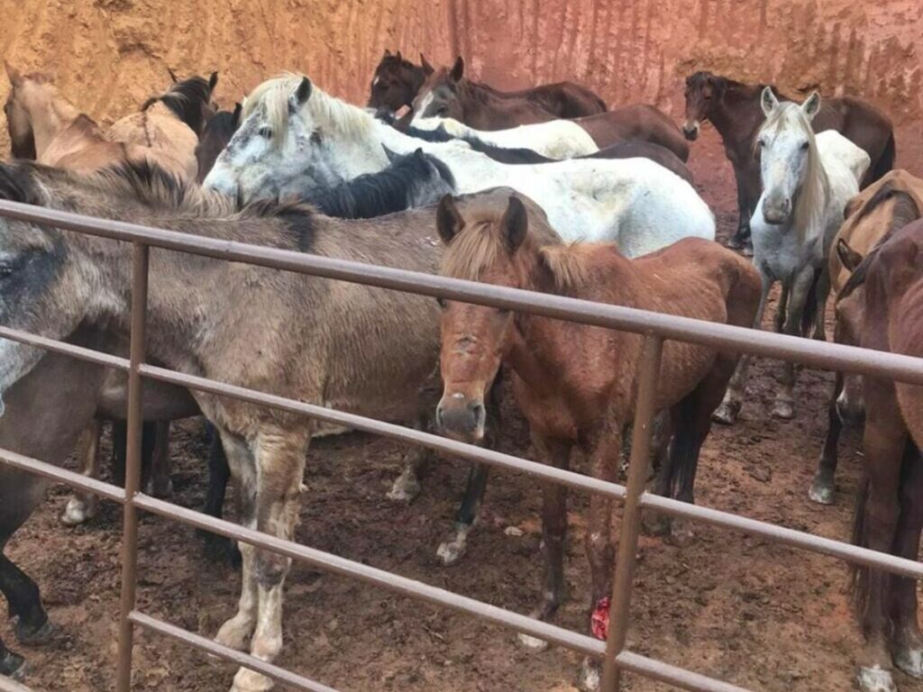 Carne-de-cavalo-era-vendida-como-sendo-de-boi-no-Espirito-Santo