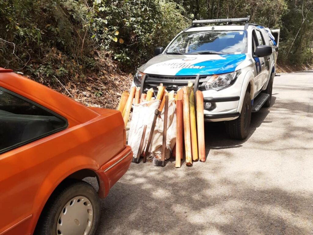 Policia-apreende-palmito-extraido-de-mata-na-regiao-de-Pedra-Azul