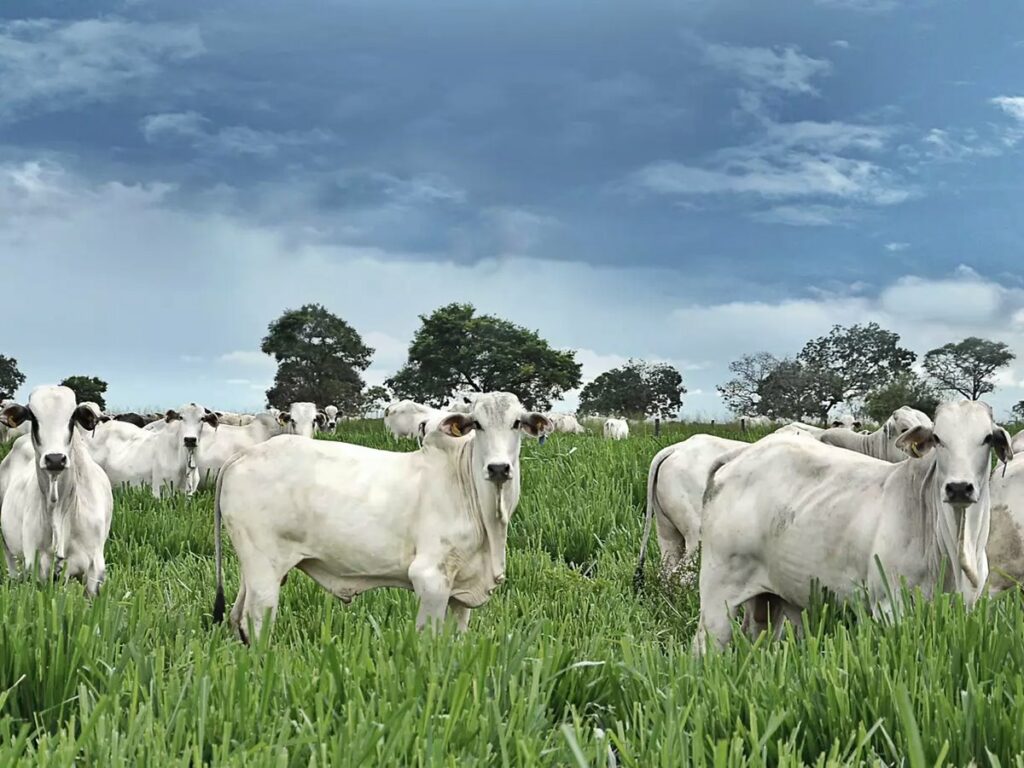 Venda-Nova-divulga-cadastro-para-produtores-bovinos-no-programa-Mais-Pecuaria-Brasil