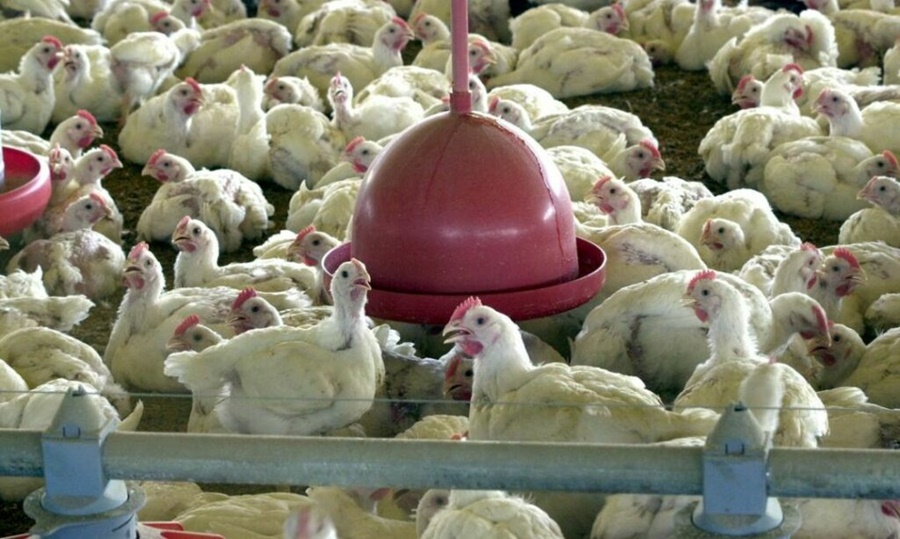 Brasil-reforca-acoes-de-biosseguranca-para-prevenir-gripe-aviaria