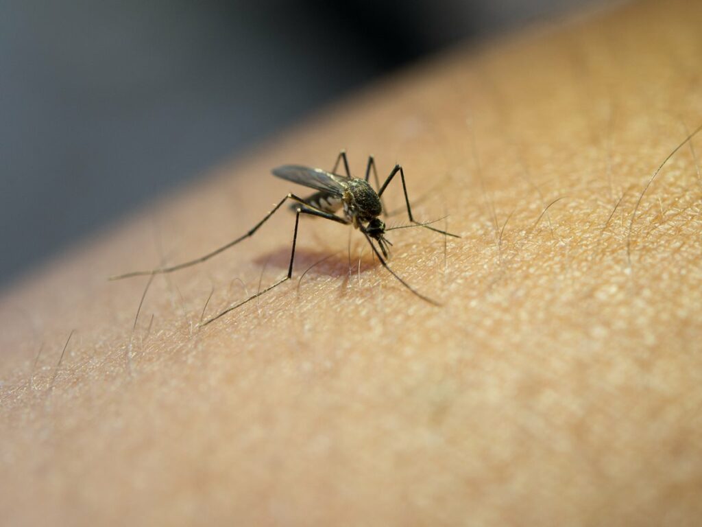 Close-up of mosquito sucking blood from human arm.