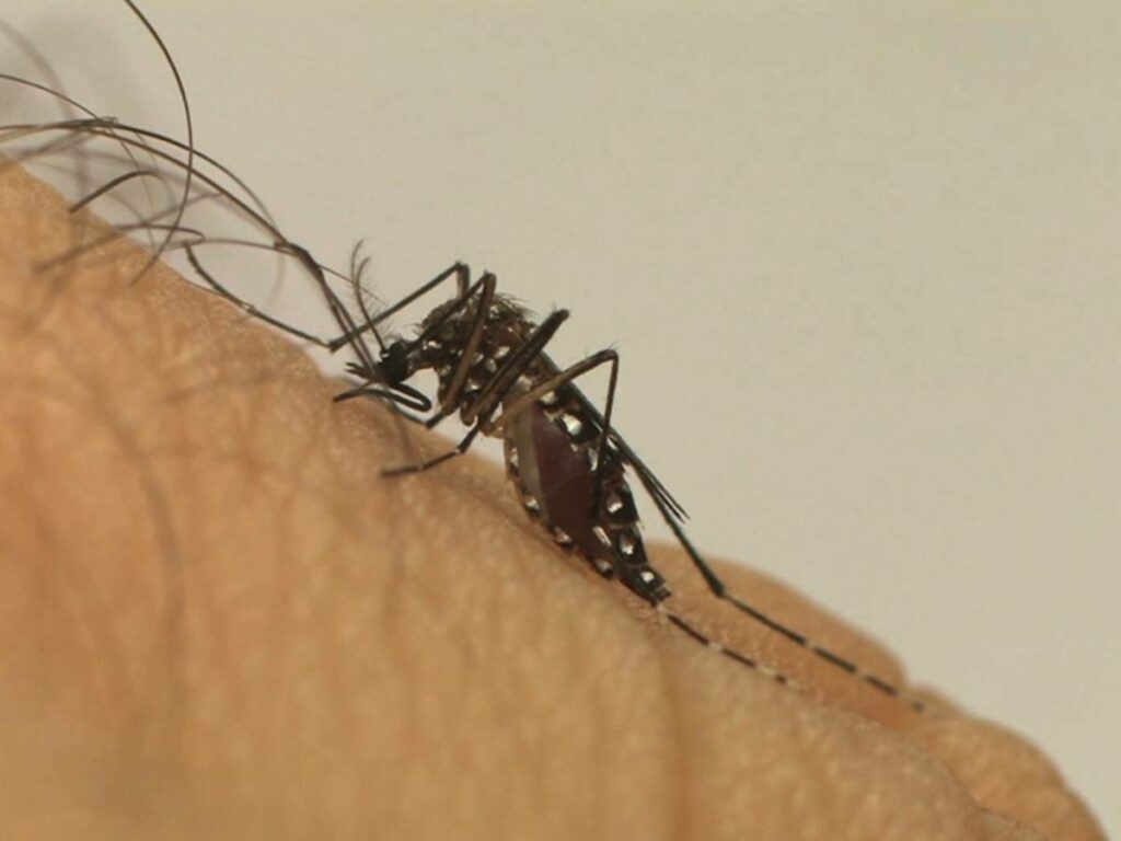 LacenES-confirma-circulacao-de-sorotipo-2-da-dengue-no-Espirito-Santo