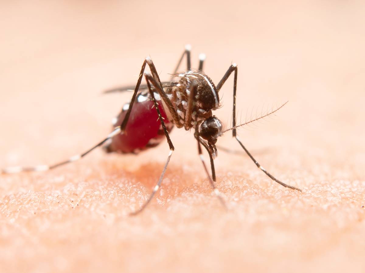 mosquito-da-dengue-2