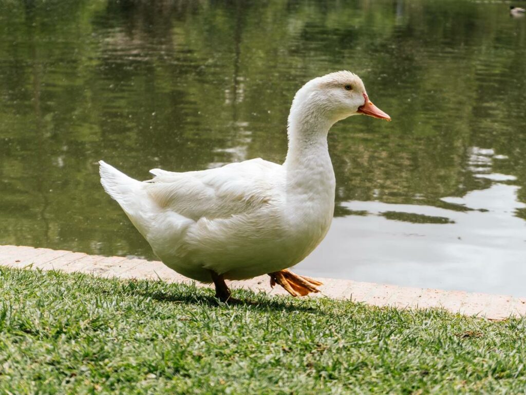 pato-branco