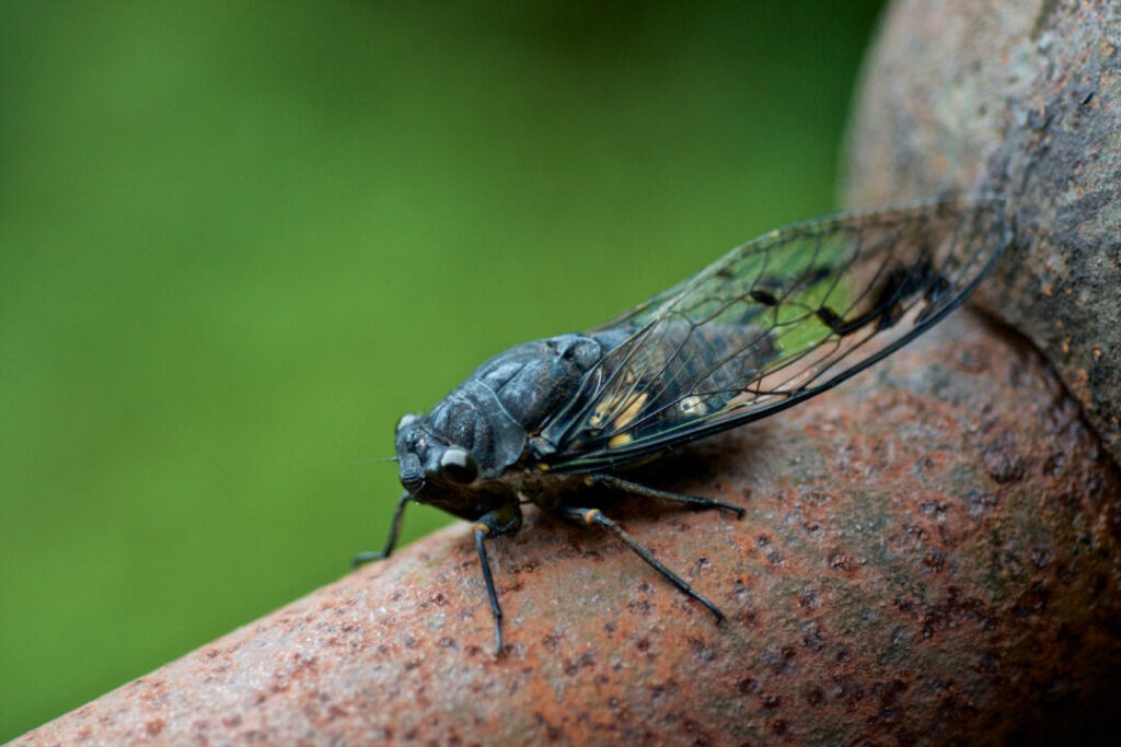 Cigarras-conseguem-detectar-a-chuva