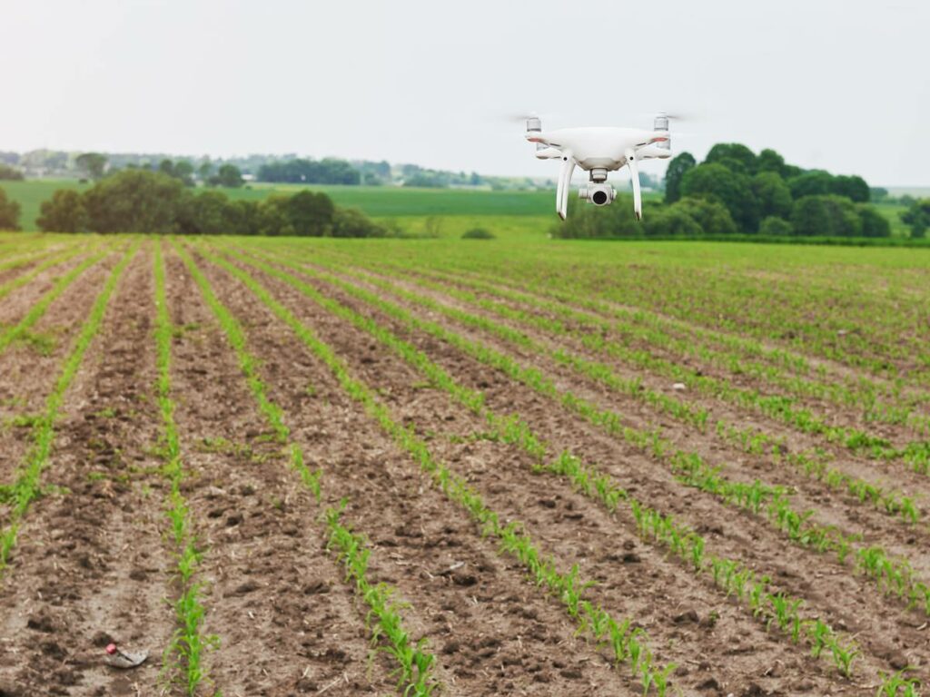 drone quad copter with high resolution digital camera on green corn field, agro