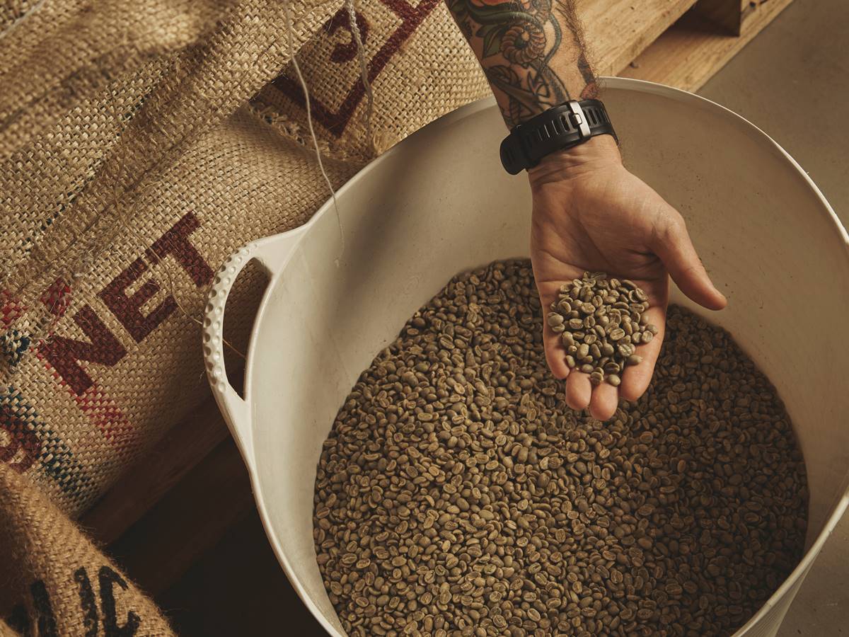 Tattooed barista hand holds raw green coffee beans from white plastic basket, above cotton bags on europalet in warehouse. New import from plantations and farm, peeled and ready to roast