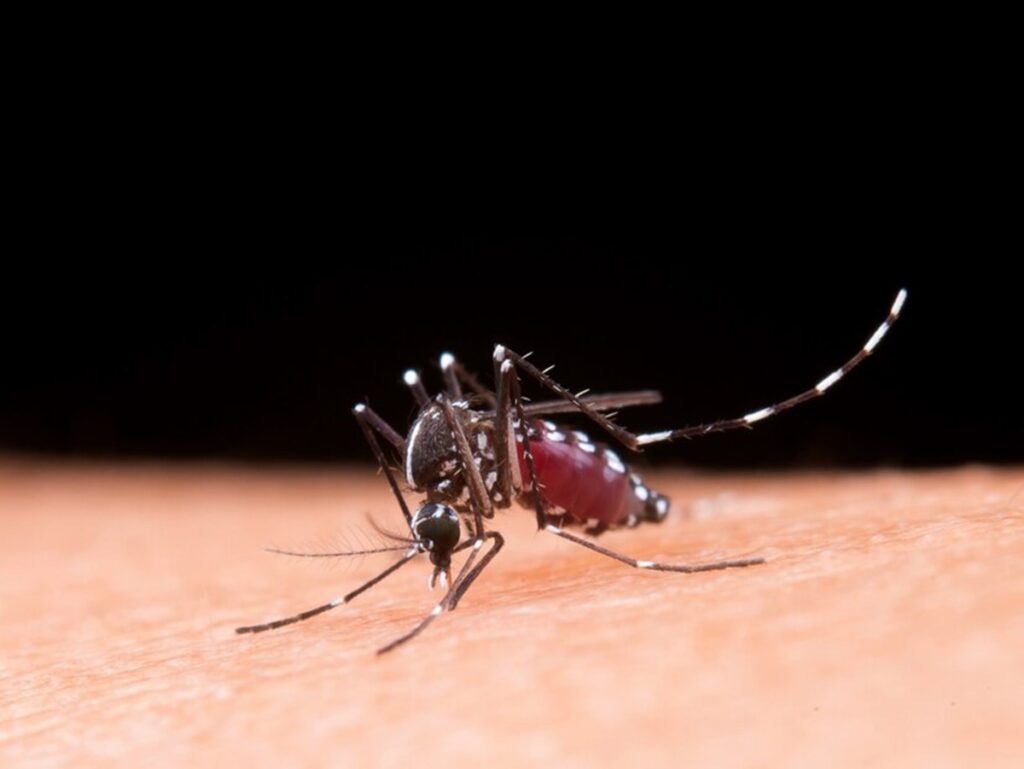 dengue-28-12-freepik-1