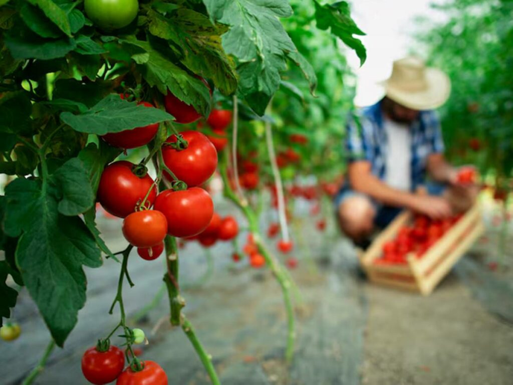 agro-19-03-freepik-tomate