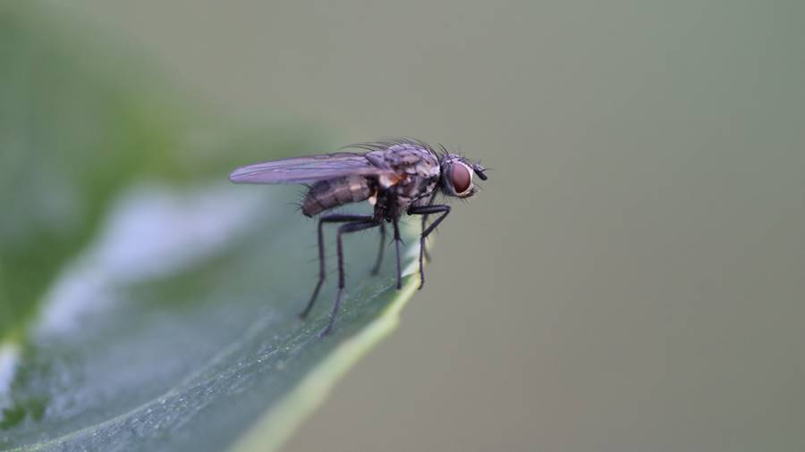 closeup-shot-black-fly-green-leaf-with-hole-it