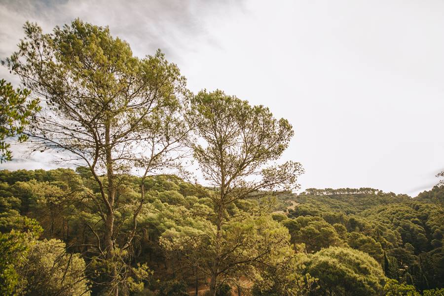 natural-environment-with-forest