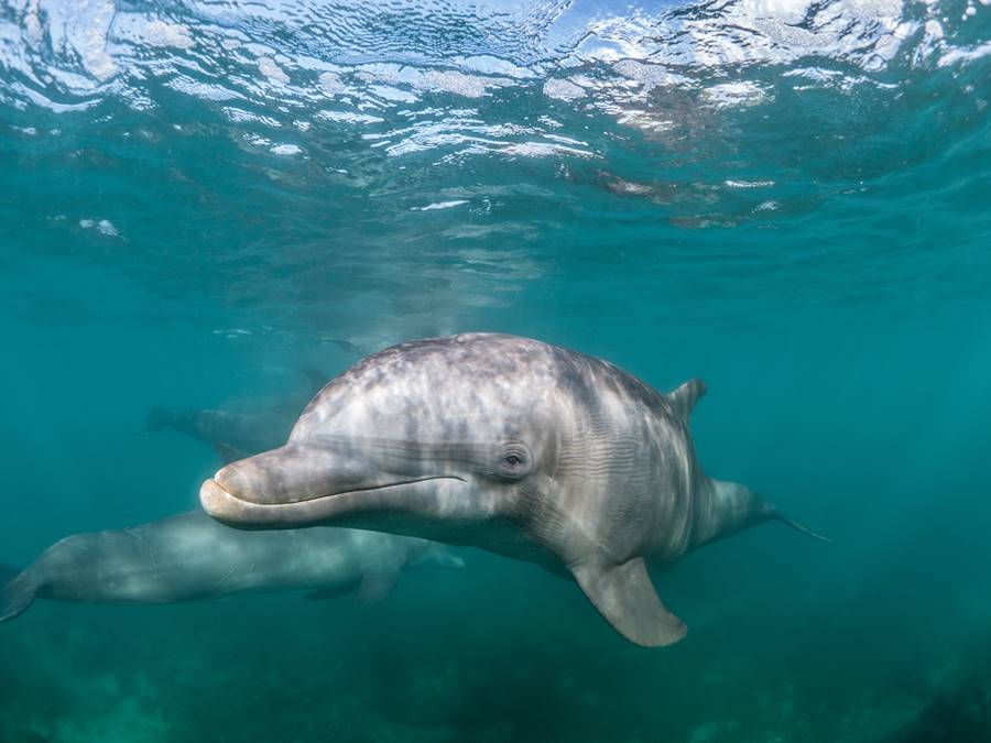 A beautiful shot of a Common bottlenose dolphin living his best life under the sea