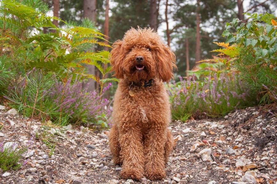 cockapoo-by-plants-field