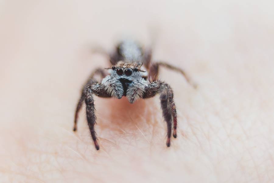 A macro view of a jumping spider.