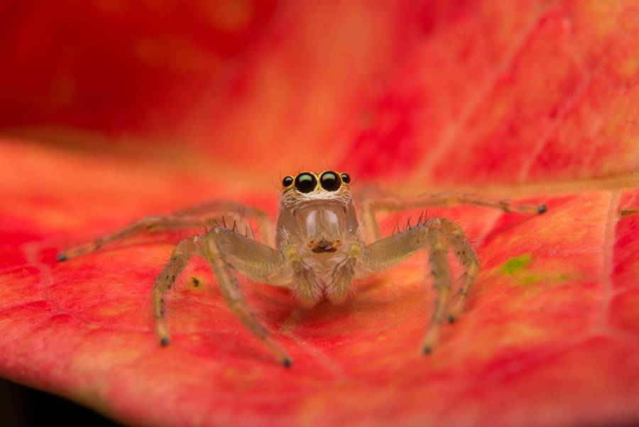 Jumping spider predator nature habitat